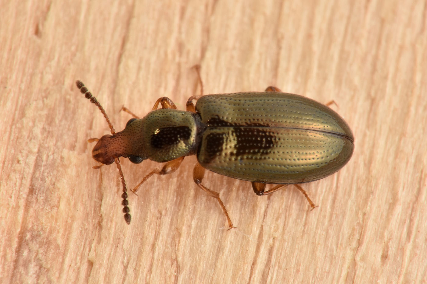 Salpingidae: Salpingus planirostris? S.